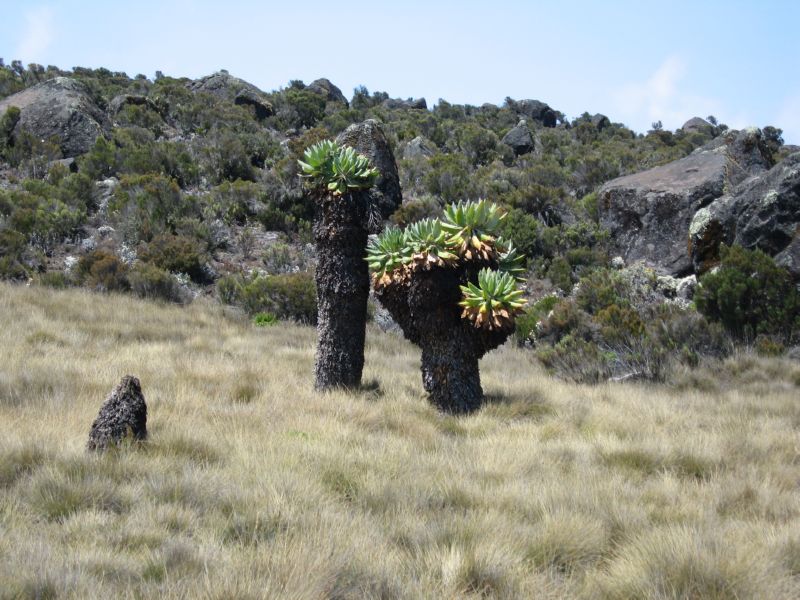 Kili (154) more plants at lower huts